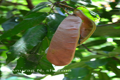 Saraca asoca